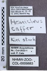 Etiketten zu Cateanus carinulatus (NHMW-ZOO-COL-0009883)